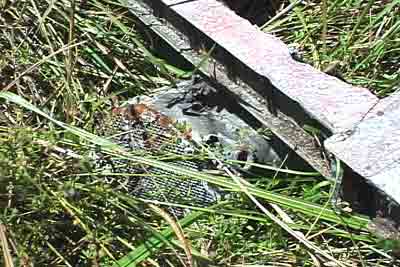 Click For Enlargement