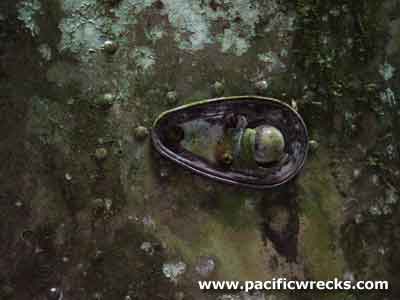 PacificWrecks.com