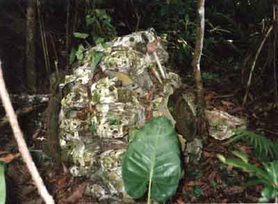 Click For Enlargement