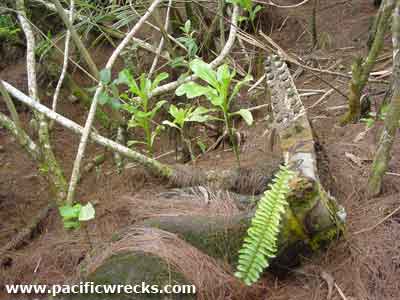 Click For Enlargement