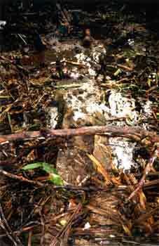 Click For Enlargement