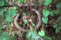 Click For Enlargement