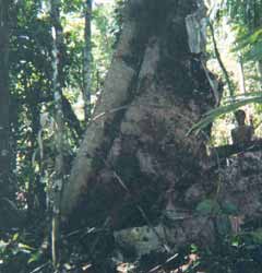 Click For Enlargement