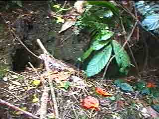 Click For Enlargement