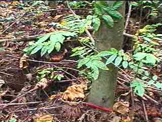 Click For Enlargement