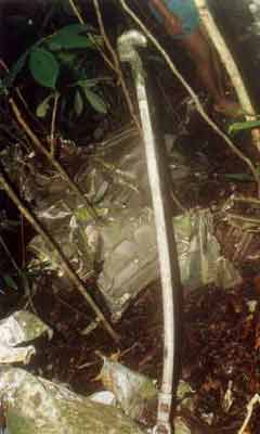 Click For Enlargement