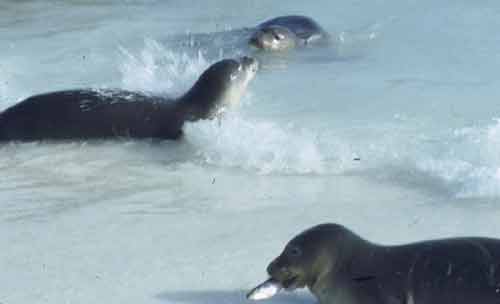 Click For Enlargement