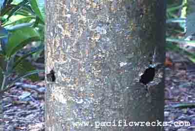 Click For Enlargement