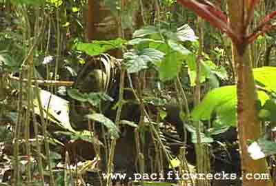 Click For Enlargement