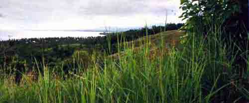 Bonegi River - Inland view looking East