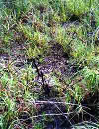 Click For Enlargement