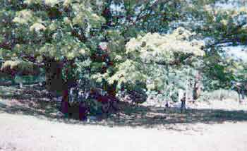 Click For Enlargement