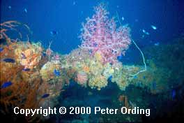 Click For Enlargement